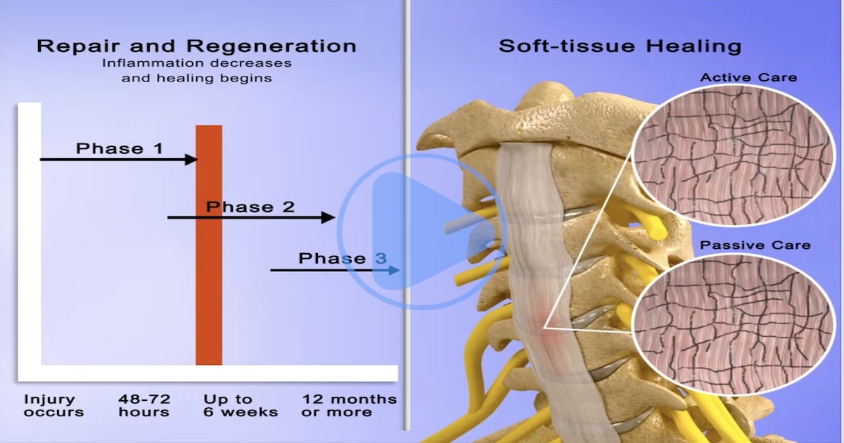 Phases of Repair